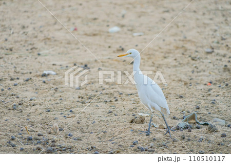 ヌビア村の鳥 ヌビア村の鳥 110510117