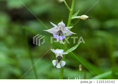 赤目渓谷の渓流で見られた白色の側花弁に側萼片、紫色の唇弁がまるで貴婦人の様に綺麗なナツエビネの花 赤目渓谷の渓流で見られた白色の側花弁に側萼片、紫色の唇弁がまるで貴婦人の様に綺麗なナツエビネの花 110510142