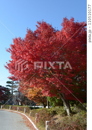 紅葉のもみじ 110510177