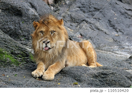 伏せたオスのライオンの子供の写真素材 [110510420] - PIXTA