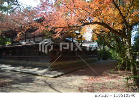 上御霊神社　本殿の紅葉　京都市上京区 110510540