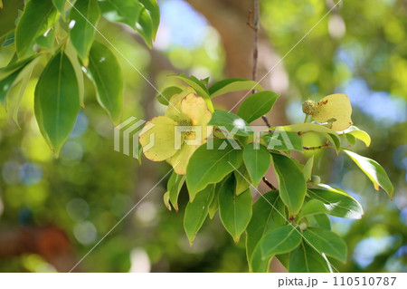 ウンナンヤマボウシの花 110510787