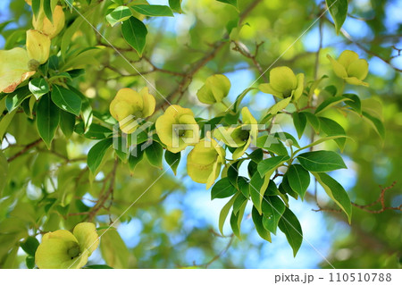 ウンナンヤマボウシの花 ウンナンヤマボウシの花 110510788