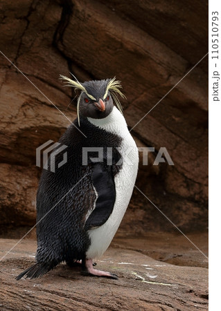 振り向いたイワトビペンギン 110510793