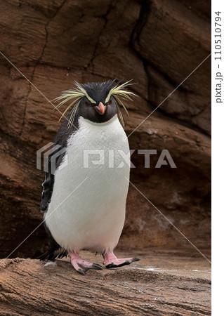 歩き出すイワトビペンギン 110510794