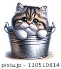 バケツに入った猫 110510814