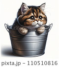 バケツに入った猫 110510816