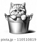 バケツに入った猫 110510819