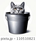 バケツに入った猫 110510821