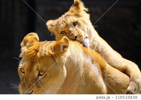 旭山動物園のライオン親子 110510830