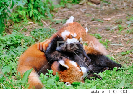 旭山動物園のレッサーパンダ (北海道旭川市) 旭山動物園のレッサーパンダ (北海道旭川市) 110510833