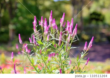 ノゲイトウの花 110511264