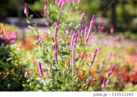 ノゲイトウの花 110511265