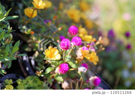 センニチコウの花 110511268