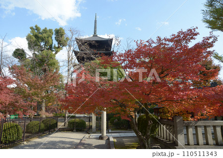 秋の東寺 五重塔 京都市南区 秋の東寺 五重塔 京都市南区 110511343
