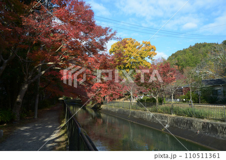 秋の琵琶湖疏水 京都市山科区 秋の琵琶湖疏水 京都市山科区 110511361