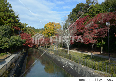 秋の琵琶湖疏水 京都市山科区 秋の琵琶湖疏水 京都市山科区 110511363