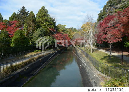 秋の琵琶湖疏水 京都市山科区 秋の琵琶湖疏水 京都市山科区 110511364