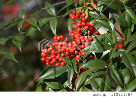 南天 南天 110511367