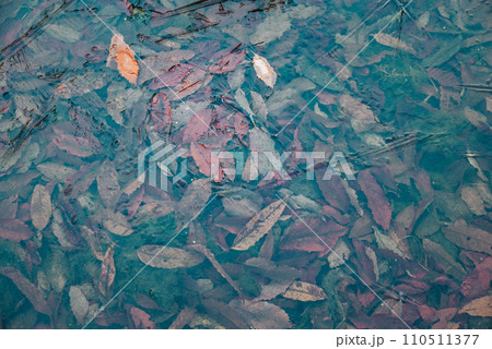 薄氷に閉じ込められた落ち葉たち【長野県】 110511377