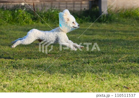 エリザベスカラーを付けてリハビリしながら飛び跳ねるトイプードルのベイリー君♡ エリザベスカラーを付けてリハビリしながら飛び跳ねるトイプードルのベイリー君♡ 110511537