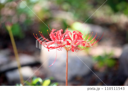 ヒガンバナの花 ヒガンバナの花 110511543