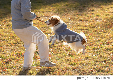 広い芝生で飼い主と一緒に遊ぶコーイケルホンディエの様子 110511676