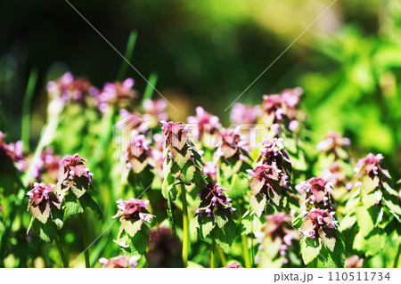 ヒメオドリコソウ ”山野草” ヒメオドリコソウ ”山野草” 110511734