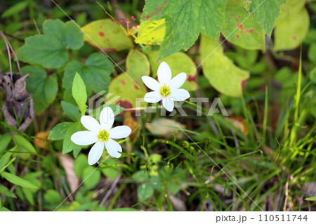 タマスダレの花 110511744