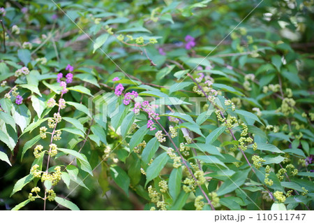 コムラサキの実 コムラサキの実 110511747