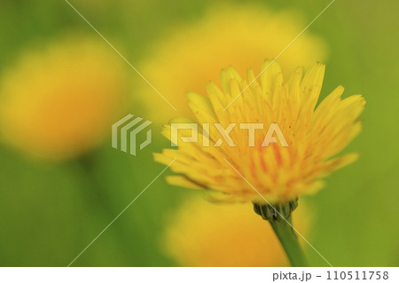 春の野に咲くタンポポ 春の野に咲くタンポポ 110511758