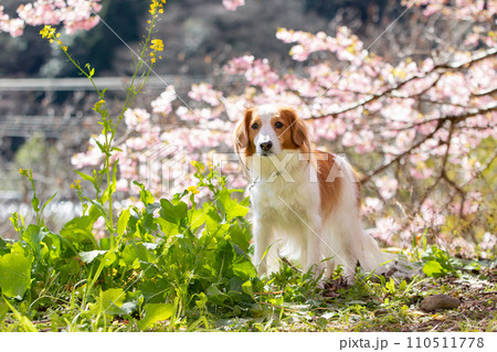 桜と菜の花とコーイケルホンディエ 110511778