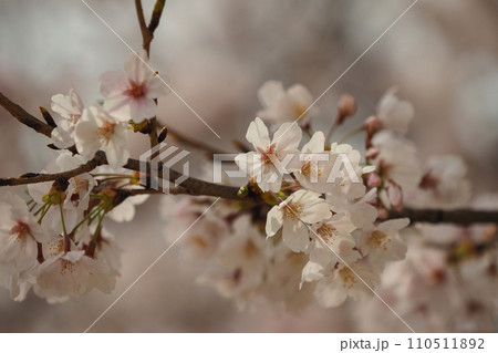 春イメージ(さくら/Cherry Blossom) 春イメージ(さくら/Cherry Blossom) 110511892