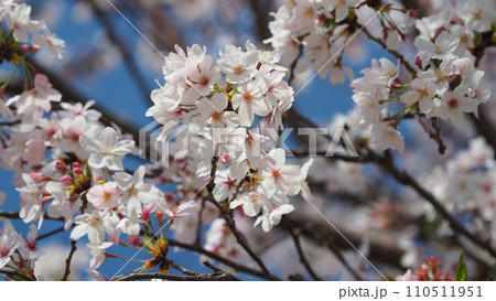 春イメージ(さくら/Cherry Blossom) 春イメージ(さくら/Cherry Blossom) 110511951