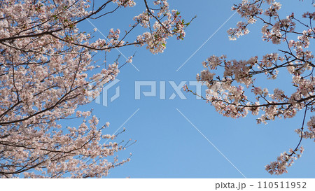 春イメージ(さくら/Cherry Blossom) 春イメージ(さくら/Cherry Blossom) 110511952