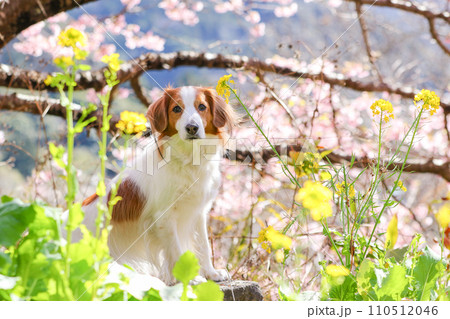 桜と菜の花とお座りをするコーイケルホンディエ 桜と菜の花とお座りをするコーイケルホンディエ 110512046