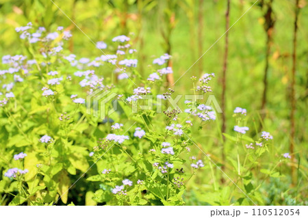 ユーパトリウム コエレスティナムの花 ユーパトリウム コエレスティナムの花 110512054