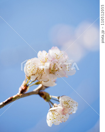 Blooming cherry blossom with light blue color background. sign of spring. selective focus Blooming cherry blossom with light blue color background. sign of spring. selective focus 110512055