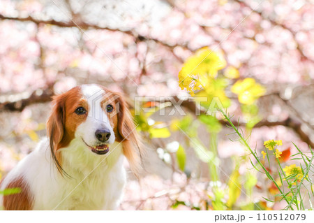 桜と菜の花と笑顔のコーイケルホンディエ 桜と菜の花と笑顔のコーイケルホンディエ 110512079