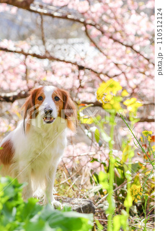 桜と菜の花と笑顔でお座りをするコーイケルホンディエ 110512124