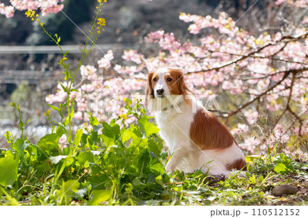 桜と菜の花とお座りをするコーイケルホンディエ 110512152
