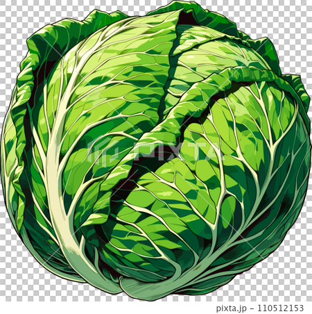 キャベツのイラスト（アニメタッチ）のイラスト素材 [110512153] - PIXTA