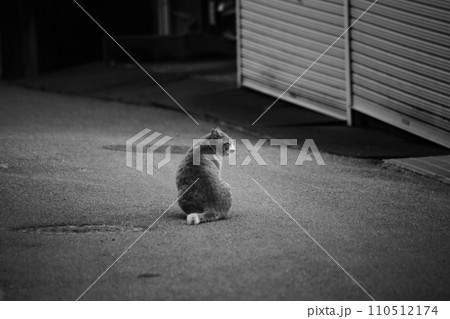孤独な猫 110512174