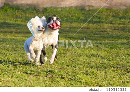 野原のドックランで競争するボストンテリアのマイティ君とトイプードルのベイリー君♡ 110512331