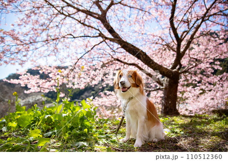 桜をバックに笑顔でお座りをするコーイケルホンディエ 桜をバックに笑顔でお座りをするコーイケルホンディエ 110512360