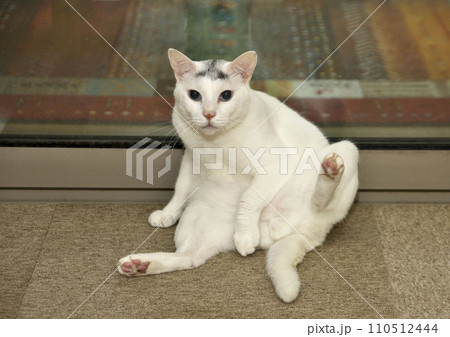 猫の肉球 110512444