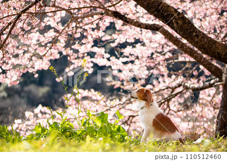 満開の桜をバックに笑顔でお座りをするコーイケルホンディエ 110512460