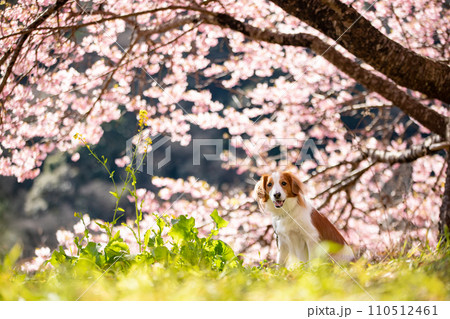 満開の桜をバックに笑顔でお座りをするコーイケルホンディエ 110512461