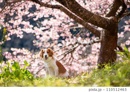 満開の桜をバックに笑顔でお座りをするコーイケルホンディエ 110512463
