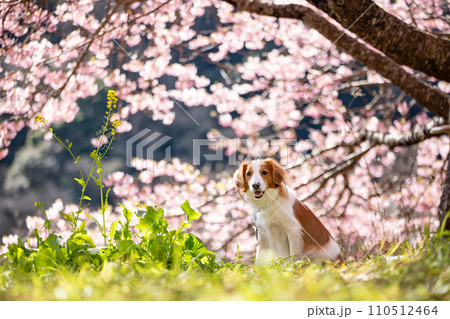 満開の桜をバックに笑顔でお座りをするコーイケルホンディエ 110512464